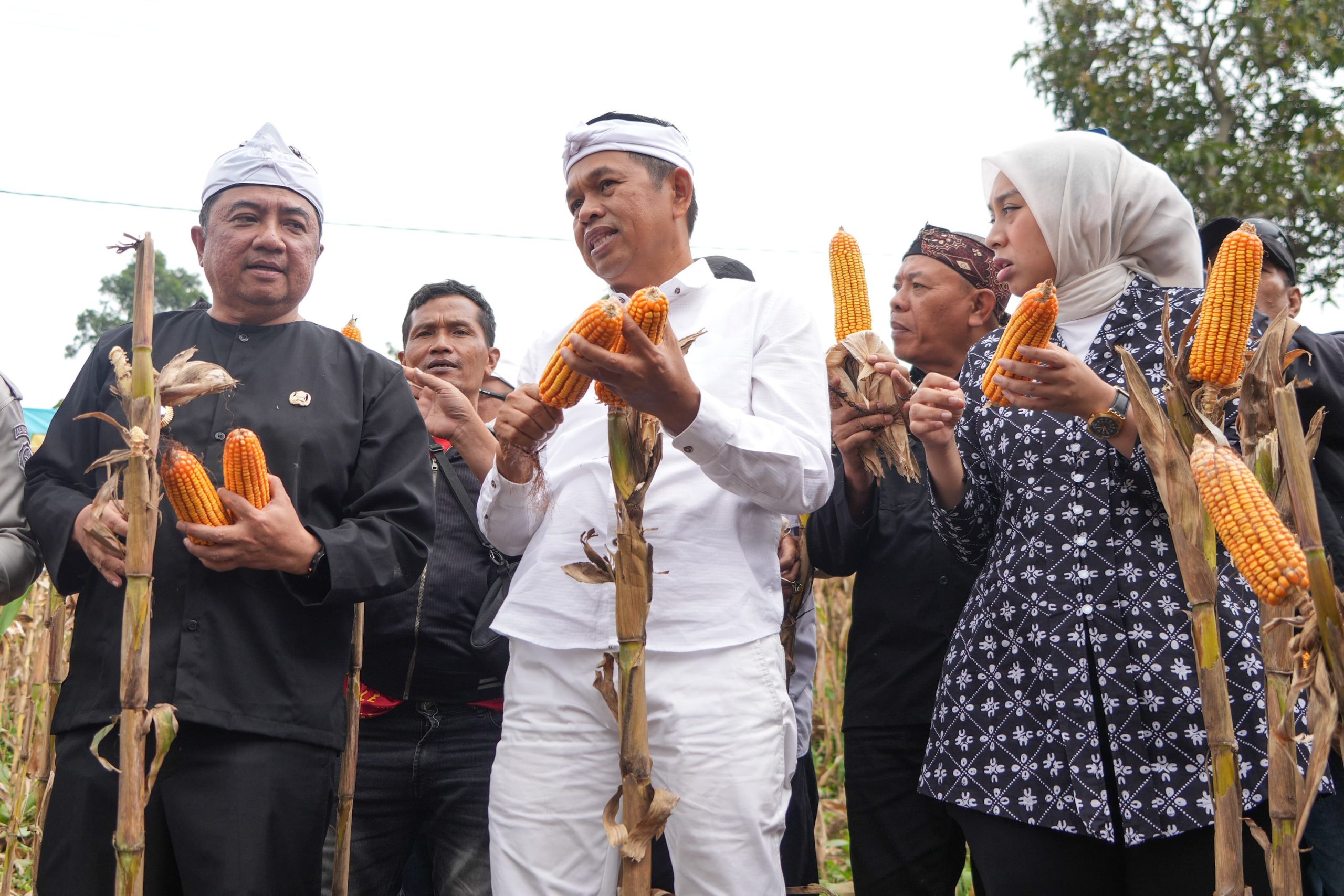 BAPPEDA JABAR - Hadiri Panen Jagung di Garut, Gubernur Dedi Mulyadi Dorong Penguatan Ekonomi Desa